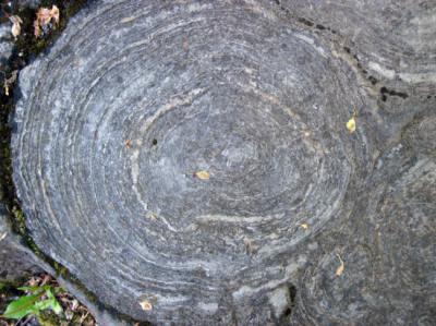 Estromatolitos fósiles procedentes de una formación geológica ubicada en la región de Saratoga Springs (Nueva York). Foto: Wikimedia Commons.