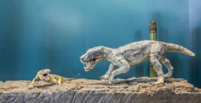 Reconstrucciones a tamaño real del aspecto en vida del tramuntanasaurio (izquierda) y del gorgonopsio (derecha) del Pérmico de Mallorca (foto: MUCBO).
