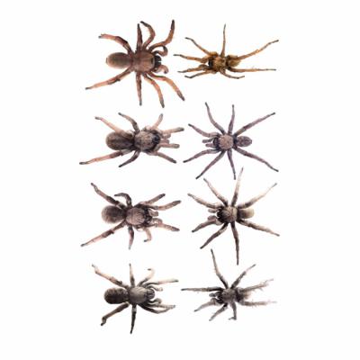 De arriba abajo: Nemesia eira, N. gajui, N. socohina y N. ripolli. A la izquierda están las hembras y a la derecha los machos.