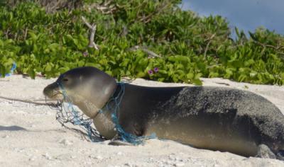 Hembra subadulta de foca monje hawaiana en Kamole (Laysan), con restos de una red en su cuello y su hocico. Foto cortesía de NOAA Fisheries (Servicio Nacional de Pesquerías Marinas de Estados Unidos) (Referencia #10137).