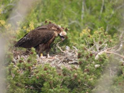 Uno de los pollos de buitre negro nacidos en 2024 en la parte burgalesa de la Sierra de la Demanda, junto con uno de sus progenitores (foto: GREFA).