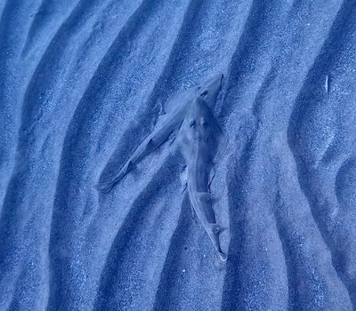 Momento en el que un macho de pez guitarra común muerde la aleta pectoral de una hembra de la misma especie en las proximidades de Cabo de Palos (foto: Jorge Ruiz Llorens).