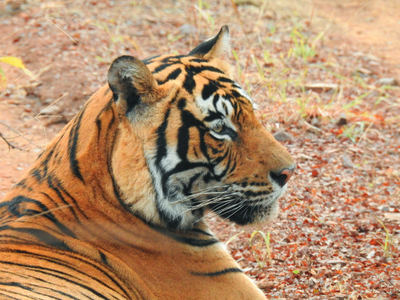 Primer plano de “Kartik”, o T121. La imponente figura de un tigre adulto en libertad siempre sobrecoge al observador (foto: José Carlos de la Fuente).