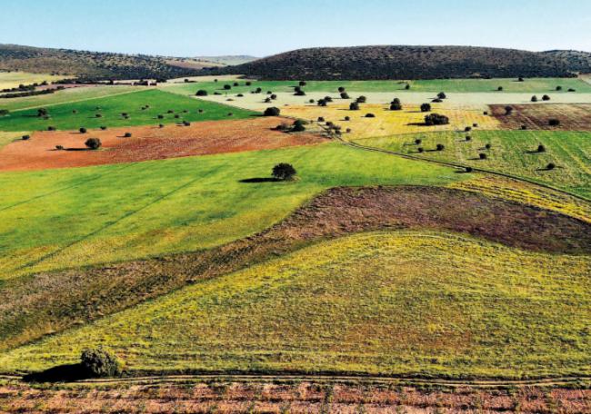 Mosaico de parcelas de la superficie cultivada en la finca La Nava del Conejo (Valdepeñas, Ciudad Real). Foto: José María Rey Benayas.