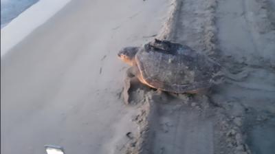 La tortuga boba “Ana” regresa al mar con las primeras luces de la mañana, después de su segundo marcaje, en junio de 2023 (foto: Juan Antonio Pujol).