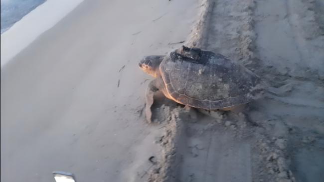 La tortuga boba “Ana” regresa al mar con las primeras luces de la mañana, después de su segundo marcaje, en junio de 2023 (foto: Juan Antonio Pujol).