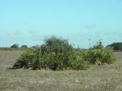Palmitos en una pradera abandonada del entorno de Doñana (foto: Pedro José Garrote).