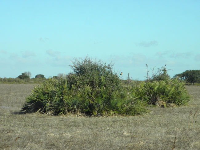 Palmitos en una pradera abandonada del entorno de Doñana (foto: Pedro José Garrote).