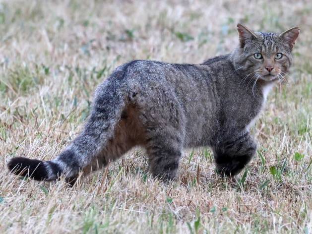 Macho de gato montés buscando presas en un prado recién segado (foto: Héctor Ruiz Villar).