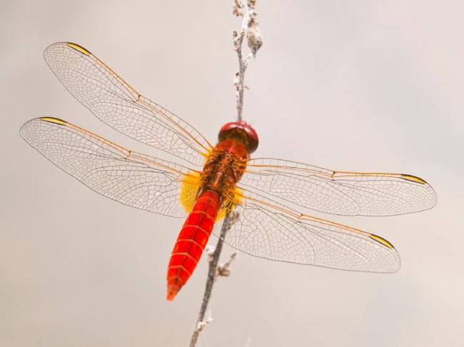 Macho adulto de vigilante escarlata (Crocothemis erythraea), una libélula de origen africano que cada año se vuelve más común en Europa (foto: Enrique Aguilar).