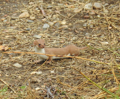 Mustélidos (y otros animales) en el valle del Torío
