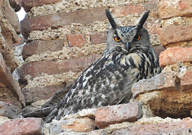 Búho real posado en el campanario de la iglesia del Divino Salvador en Calzadilla de los Barros, provincia de Badajoz (foto: Daniel Gragera).