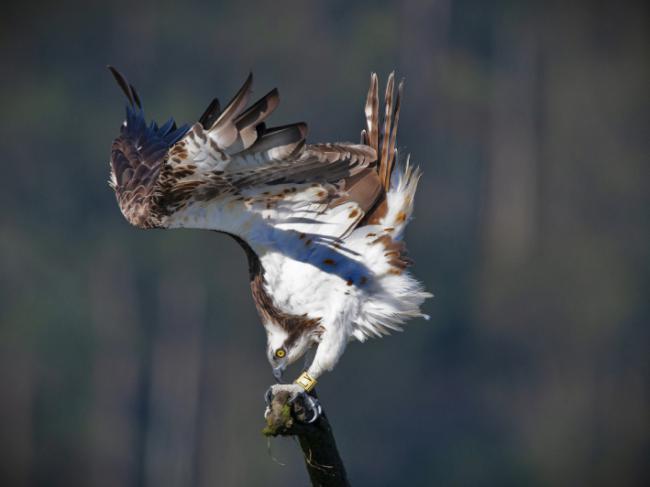 La hembra “Virgilia” tras afianzarse en un posadero. Fue anillada por el FAPAS y pasó el invierno de 2023-2024 en el estuario del Eo, entre Asturias y Galicia (foto: Carlos Sanjurjo).