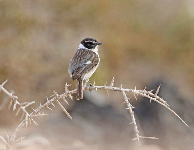 Macho de tarabilla canaria posado en una rama de espino de mar (Lycium intricatum) (foto: Christoph Moning).