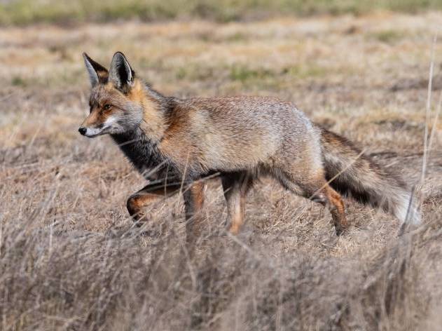 El zorro es un ejemplo de especie común y generalista que aparece poco representada en los datos oficiales de envenenamiento de fauna (foto: Marcos / Adobe Stock).