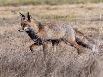 El zorro es un ejemplo de especie común y generalista que aparece poco representada en los datos oficiales de envenenamiento de fauna (foto: Marcos / Adobe Stock).