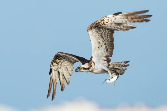 Águila pescadora adulta con una presa en el Parque Natural de la Bahía de Cádiz (foto: Pablo Barrena).