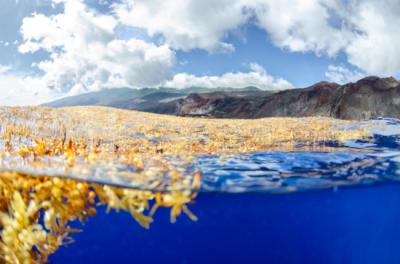 Ciencia ciudadana para detectar los arribazones en Canarias