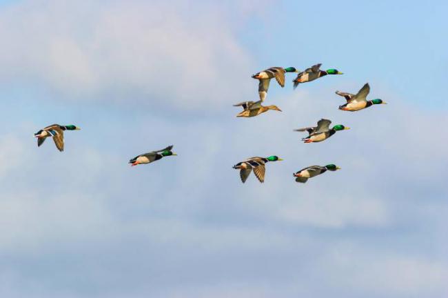 Ánades reales (Anas platyrhynchos) en vuelo (foto: Lars Johansson / Adobe Stock).