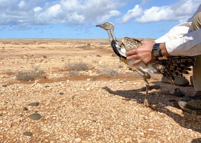 Liberación de un macho de hubara canaria en la llanura de Tindaya (Fuerteventura). Foto: Alberto Ucero.