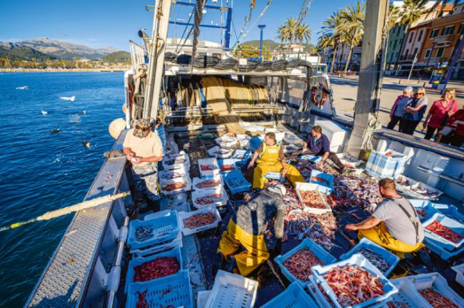 Clasificación de las capturas a bordo de un arrastrero en el puerto mallorquín de Andratx (foto: Tolo / Adobe Stock).