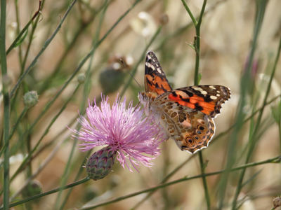 Mariposa de los cardos (Vanessa cardui) posada sobre una inflorescencia de Mantisalca salmantina, una especie conocida vulgarmente como pan de pastor (foto: Miguel Ángel Díaz Portero).