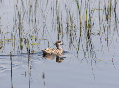 Una cerceta pardilla nada en un humedal mediterráneo (foto: Alberto Sanabria).