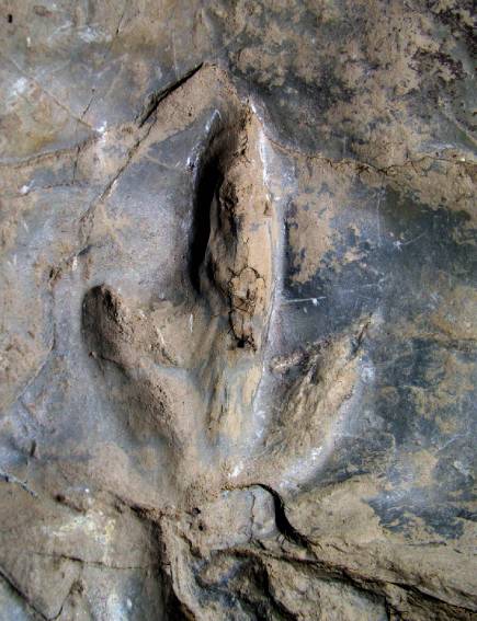 Kalohipus bretunensis, huella fosilizada de un dinosaurio carnívoro (terópodo) del Cretácico Inferior, en el yacimiento de Santa Cristina (Bretún). Foto: Autores.