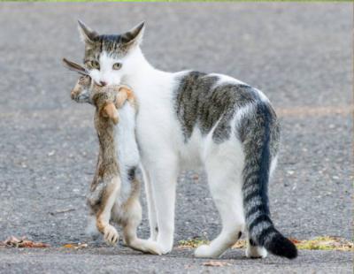Gato doméstico tras atrapar a un conejo castellano (Sylvilagus floridanus) en un barrio residencial de Stratford (Connecticut, Estados Unidos). Foto: Scott Kruitbosch.