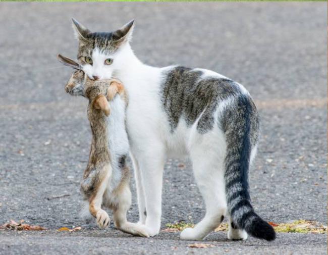 Gato doméstico tras atrapar a un conejo castellano (Sylvilagus floridanus) en un barrio residencial de Stratford (Connecticut, Estados Unidos). Foto: Scott Kruitbosch.
