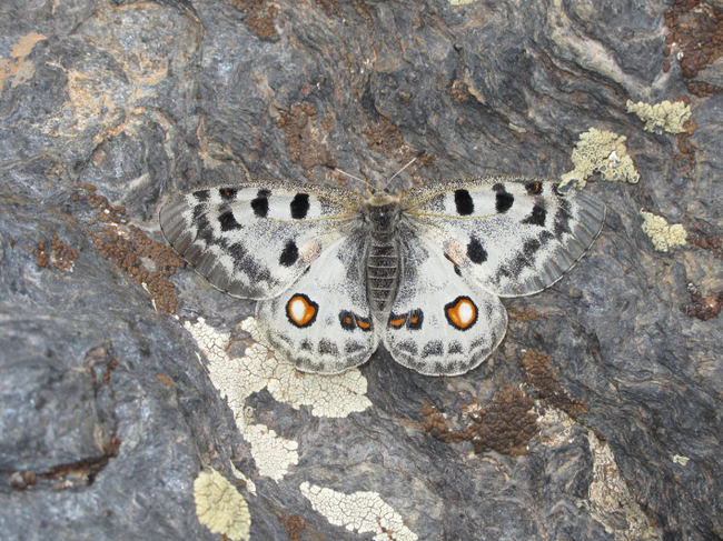 Hembra de mariposa apolo con las alas extendidas en un lecho de esquistos (foto: José Miguel Barea).