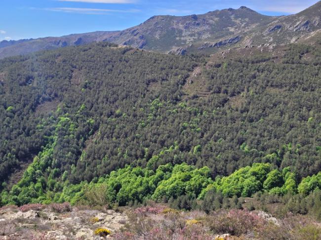 En el Parque Natural de la Sierra Norte de Guadajara, bajo el dosel de pinos, el antiguo bosque de hayas, serbales, mostajos y robles pugna por reconquistar el terreno perdido (foto: Mario Zurita).