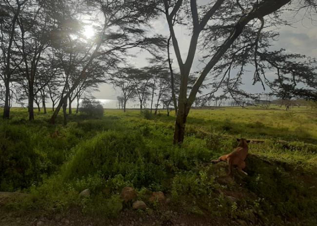 Leona a orillas del lago Nakuru (José Carlos de la Fuente).