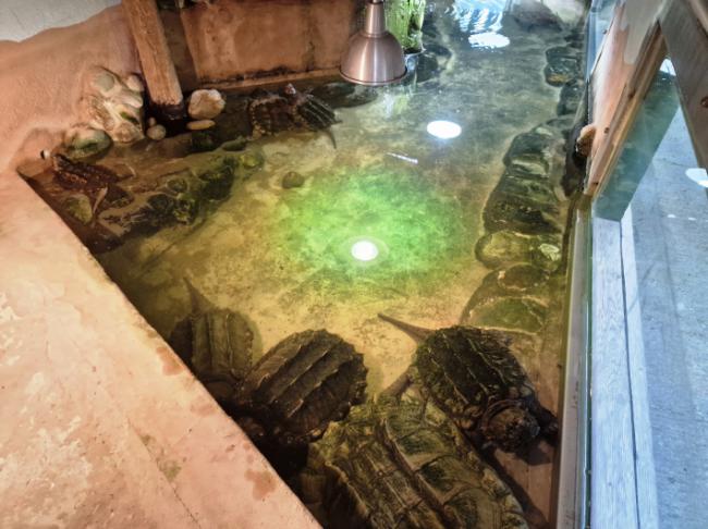 Sala con funciones de acuario y terrario del CRARC, diseñada para albergar tortugas aligátor (Macrochelys temmincki). Foto: Joaquin Soler.