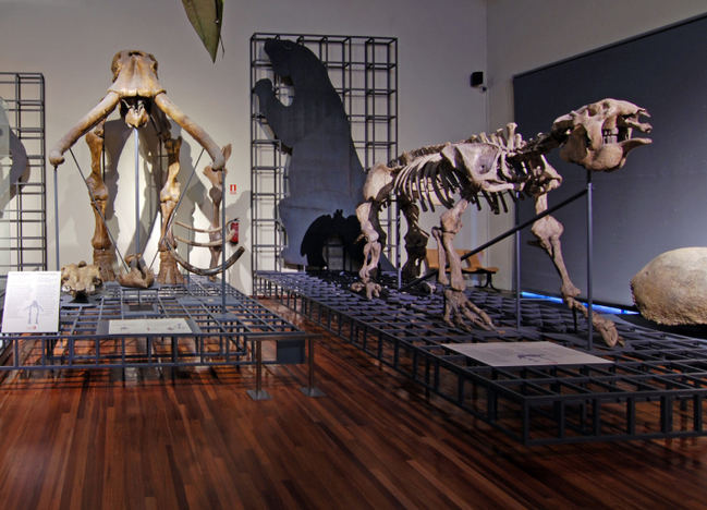 El megaterio en su emplazamiento actual, dentro del espacio expositivo Minerales, fósiles y evolución humana del Museo Nacional de Ciencias Naturales (MNCN).