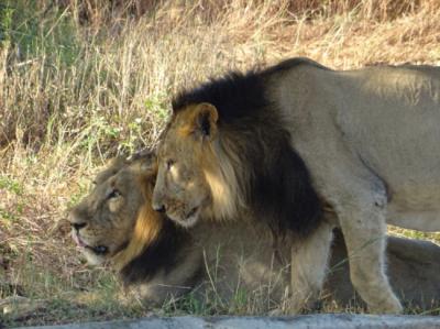 Esta pareja de leones asiáticos machos parece saludarse cerca de un abrevadero en el bosque de Gir (India). Foto: Carlos A. Font Gavira.