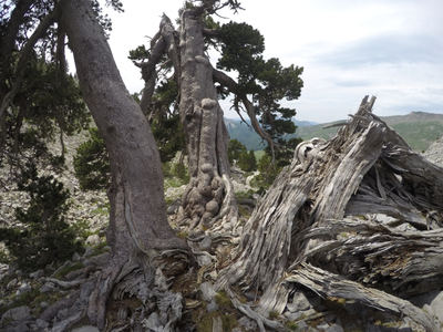 Tres pinos negros con un aspecto indicativo de longevidad, que han crecido juntos en el Pirineo aragonés (foto: Miguel Ortega).