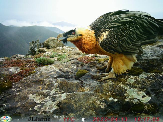 Imagen de fototrampeo de la hembra de quebrantahuesos Paloma, del Pirineo aragonés (foto: José Luis Jarne).