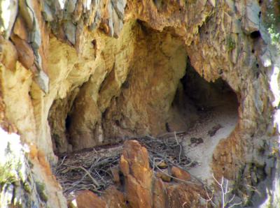 Nido histórico de quebrantahuesos estudiado mediante técnicas arqueológicas (foto: Sergio Couto).