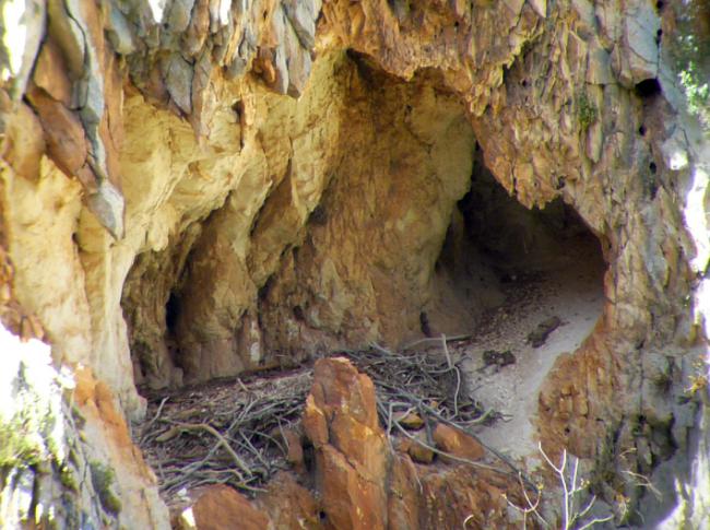 Nido histórico de quebrantahuesos estudiado mediante técnicas arqueológicas (foto: Sergio Couto).