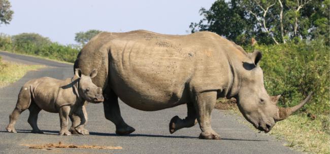 Cría de rinoceronte blanco junto a su madre en la región sudafricana de Kruger (foto: Tim Kuiper).