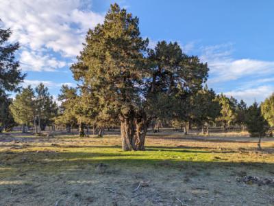 Aspecto del sabinar de La Cuenca (Golmayo, Soria), donde está actuando el proyecto RECONECTA.