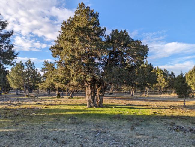 Aspecto del sabinar de La Cuenca (Golmayo, Soria), donde está actuando el proyecto RECONECTA.
