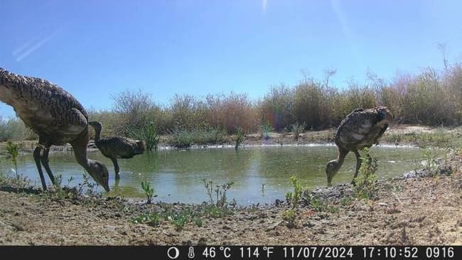 Imagen de fototrampeo de una hembra de avutarda y sus dos pollos mientras beben en la charca artificial.