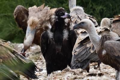 Un buitre negro se alimenta con varios buitres leonados en un muladar de Aragón (foto: Ansar).