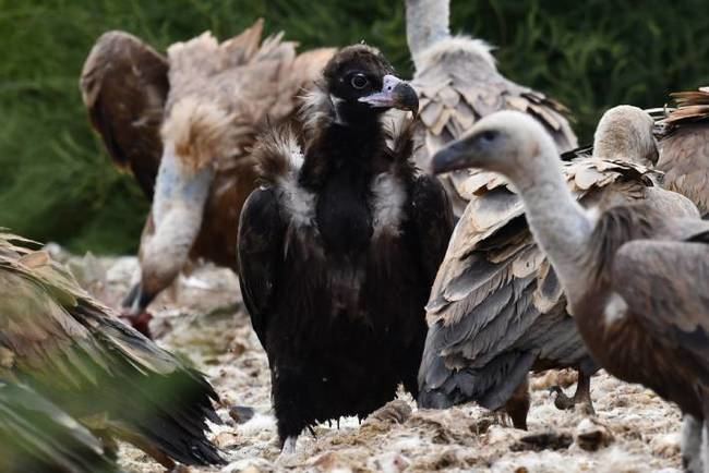 Un buitre negro se alimenta con varios buitres leonados en un muladar de Aragón (foto: Ansar).