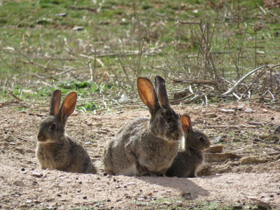 Grupo familiar de conejo de monte formado por ejemplares de diferentes edades. De izquierda a derecha: juvenil, adulto y gazapo (foto: LIFE Iberconejo).