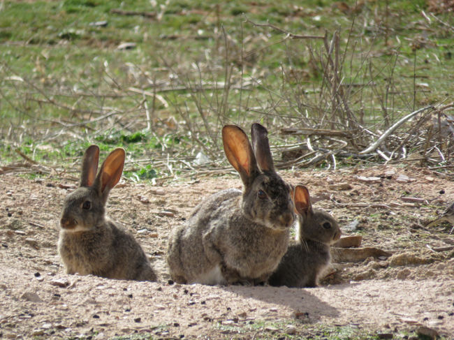 Grupo familiar de conejo de monte formado por ejemplares de diferentes edades. De izquierda a derecha: juvenil, adulto y gazapo (foto: LIFE Iberconejo).
