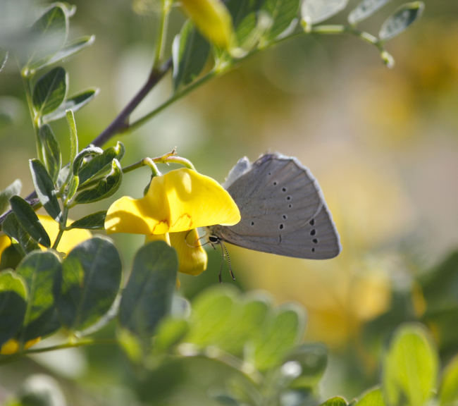 Uno de los ejemplares de mariposa del espantalobos (Iolana debilitata) localizados en La Chanta (foto: Brinzal).