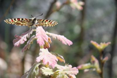 Mariposa arlequín (Zerynthia rumina) sobre un roble melojo de la sierra de Guadarrama (foto: Rubén Bernal).